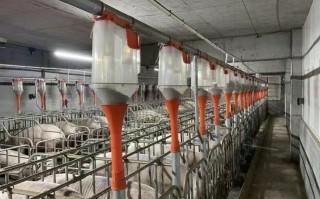 牧民黑科技 养猪装空调，养牛戴耳环！揭秘中国牧场的“黑科技养殖密码”