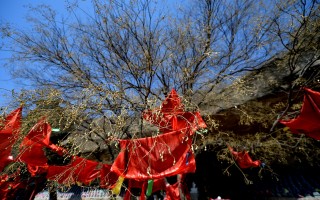 槐树歌短视频剪辑 行李箱里的槐树叶。藏着10年流浪的歌。